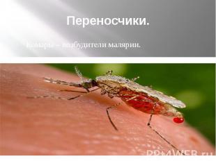 презентация на тему комары