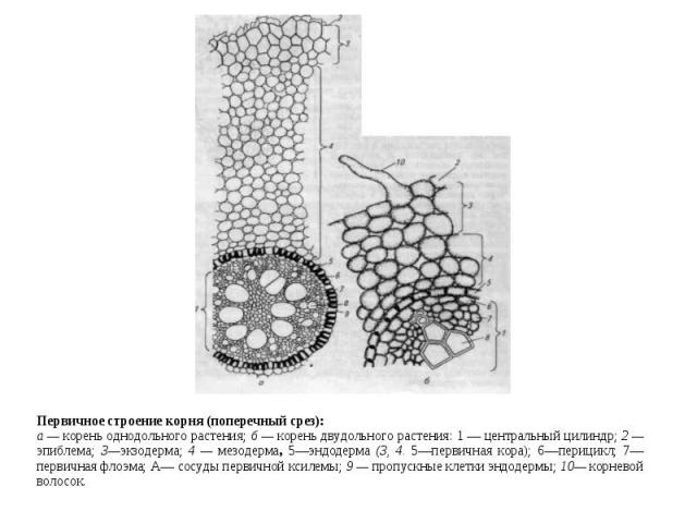 buy scrotal pathology 2012