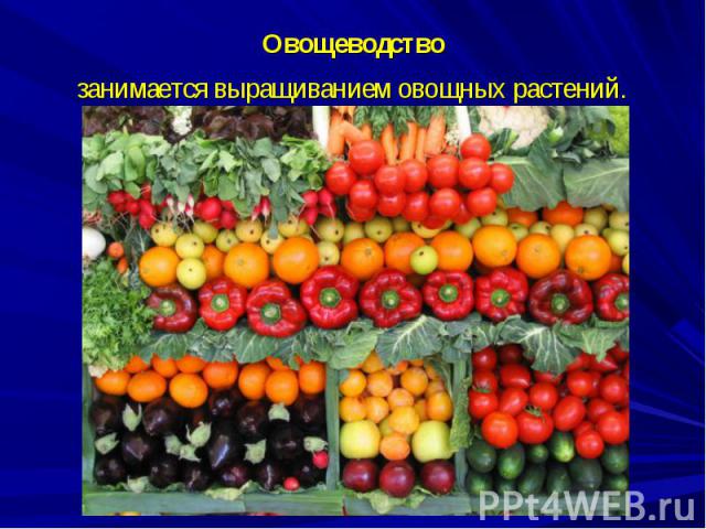 Овощеводство занимается выращиванием овощных растений.