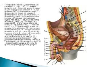 Топография органов мужского таза (из: Кованов В.В., ред., 1987): 1 - нижняя пола