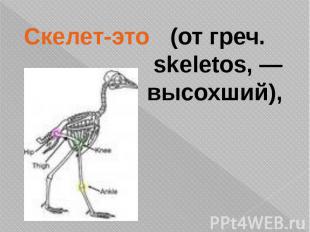 Скелет-это (от греч. skeletos, — высохший),