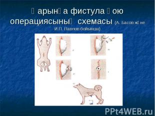 Қарынға фистула қою операциясының схемасы (А. Басов және И.П. Павлов бойынша)