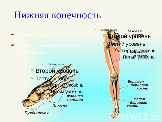 Нижняя конечность Тазовый пояс Скелет свободной нижней конечности