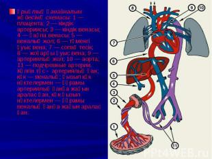 Ұрықтың қанайналым жүйесінің схемасы: 1&nbsp;— плацента; 2&nbsp;— кіндік артерия