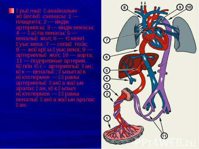 Ұрықтың қанайналым жүйесінің схемасы: 1 — плацента; 2 — кіндік артериясы; 3 — кіндік венасы; 4 — қақпа венасы; 5 — веналық жол; 6 — төменгі қуыс вена; 7 — сопақ тесік; 8 — жоғарғы қуыс вена; 9 — артериялы…
