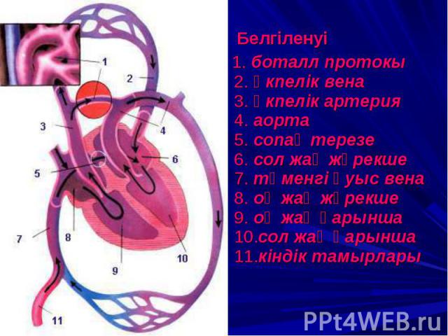 Белгіленуі Белгіленуі 1. боталл протокы 2. өкпелік вена 3. өкпелік артерия 4. аорта 5. сопақ терезе 6. сол жақ жүрекше 7. төменгі қуыс вена 8. оң жақ жүрекше 9. оң жақ қарынша 10.сол жақ қарынша 11.кіндік тамырлары