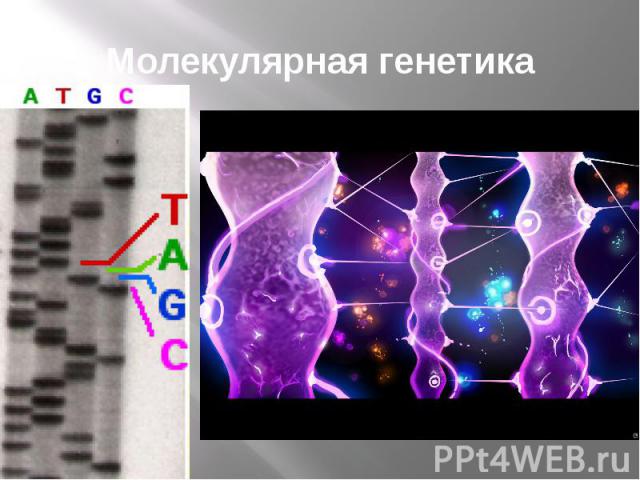 Молекулярная генетика