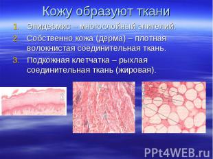 Кожу образуют ткани Эпидермис – многослойный эпителий. Собственно кожа (дерма) –