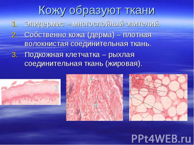 Кожу образуют ткани Эпидермис – многослойный эпителий. Собственно кожа (дерма) – плотная волокнистая соединительная ткань. Подкожная клетчатка – рыхлая соединительная ткань (жировая).