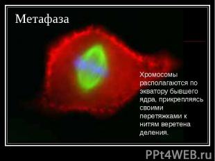 Метафаза Хромосомы располагаются по экватору бывшего ядра, прикрепляясь своими п