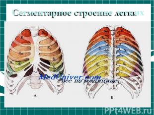 Сегментарное строение легких