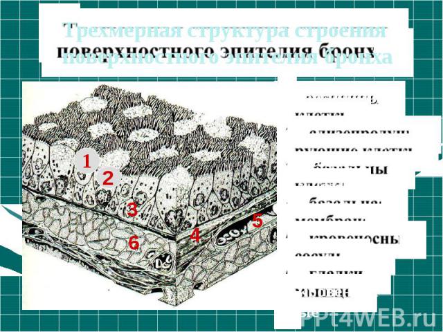 Трехмерная структура строения поверхностного эпителия бронха