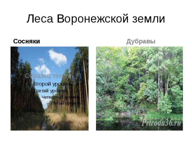 Леса Воронежской земли Сосняки