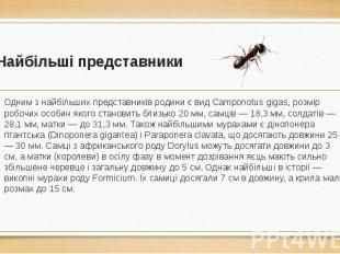 Найбільші представники Одним з найбільших представників родини є вид Camponotus