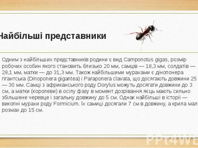 Найбільші представники Одним з найбільших представників родини є вид Camponotus gigas, розмір робочих особин якого становить близько 20 мм, самців — 18,3 мм, солдатів — 28,1 мм, матки — до 31,3 мм. Також найбільшими мурахами є дінопонера гігантська …