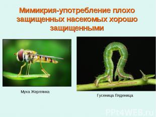 Мимикрия-употребление плохо защищенных насекомых хорошо защищенными