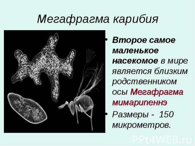 Мегафрагма карибия Второе самое маленькое насекомое в мире является близким родственником осы Мегафрагма мимарипеннэ Размеры - 150 микрометров.