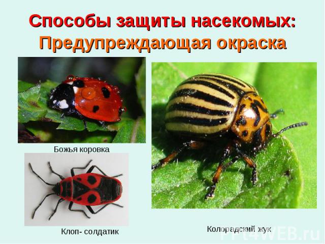 Способы защиты насекомых: Предупреждающая окраска