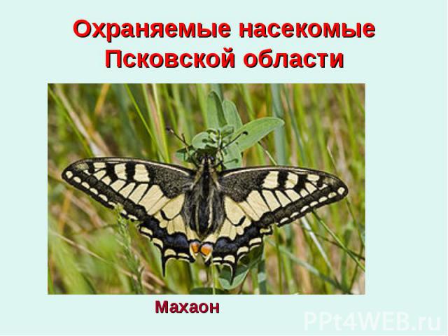 Охраняемые насекомые Псковской области
