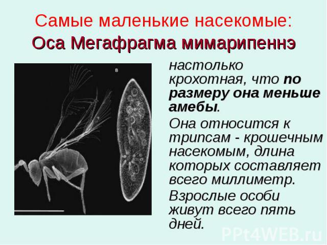 Самые маленькие насекомые: Оса Мегафрагма мимарипеннэ настолько крохотная, что по размеру она меньше амебы. Она относится к трипсам - крошечным насекомым, длина которых составляет всего миллиметр. Взрослые особи живут всего пять дней.