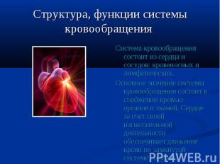 Структура, функции системы кровообращения Система кровообращения состоит из серд