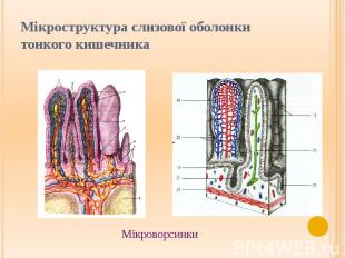 Мікроструктура слизової оболонки тонкого кишечника