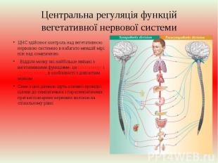 Центральна регуляція функцій вегетативної нервової системи ЦНС здійснює контроль