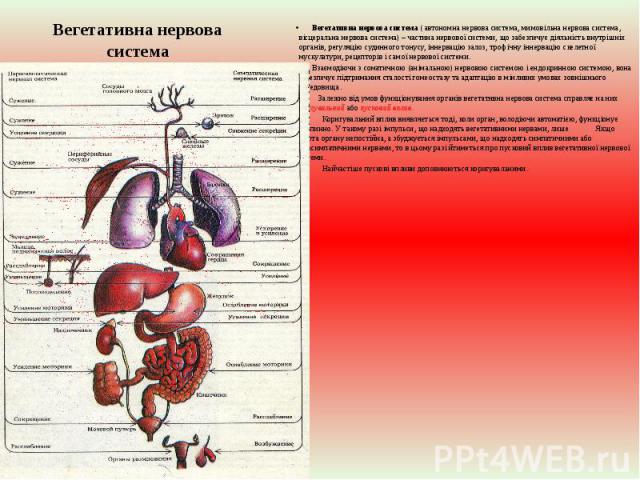 Вегетативна нервова система Вегетативна нервова система ( автономна нервова система, мимовільна нервова система, вісцеральна нервова система) – частина нервової системи, що забезпечує діяльність внутрішніх органів, регуляцію судинного тонусу, іннерв…