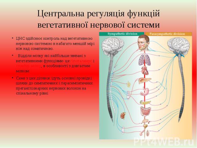Центральна регуляція функцій вегетативної нервової системи ЦНС здійснює контроль над вегетативною нервовою системою в набагато меншій мірі ніж над соматичною. Відділи мозку які найбільше звязані з вегетативними функціями- це гіпоталамус і стовбур мо…