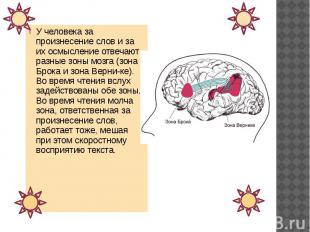 У человека за произнесение слов и за их осмысление отвечают разные зоны мозга (з