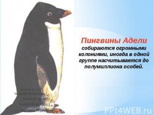 Пингвины Адели собираются огромными колониями, иногда в одной группе насчитывает