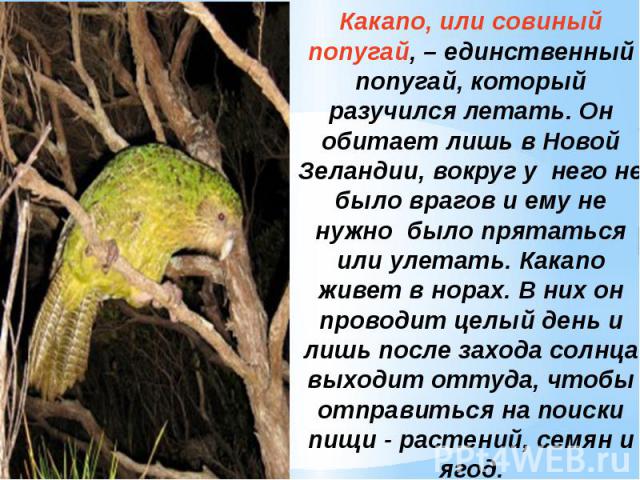 Какапо, или совиный попугай, – единственный попугай, который разучился летать. Он обитает лишь в Новой Зеландии, вокруг у него не было врагов и ему не нужно было прятаться или улетать. Какапо живет в норах. В них он проводит целый день и лишь после …