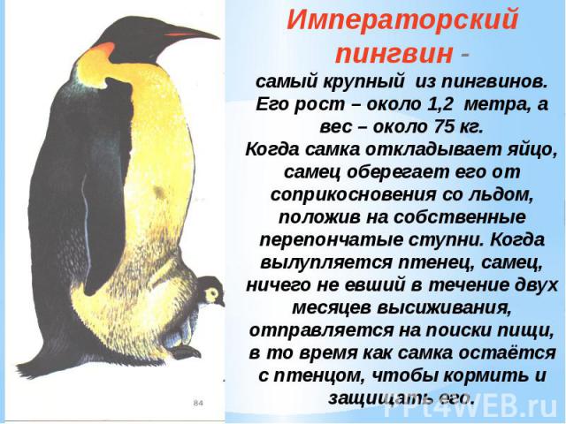 Императорский пингвин -самый крупный из пингвинов.Его рост – около 1,2 метра, а вес – около 75 кг.Когда самка откладывает яйцо, самец оберегает его от соприкосновения со льдом, положив на собственные перепончатые ступни. Когда вылупляется птенец, са…