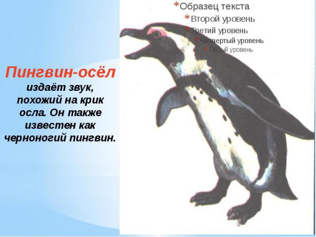Пингвин-осёл издаёт звук, похожий на крик осла. Он также известен как черноногий пингвин.