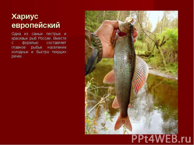 Одна из самых пестрых и красивых рыб России. Вместе с форелью составляет главное рыбье население холодных и быстро текущих речек. Одна из самых пестрых и красивых рыб России. Вместе с форелью составляет главное рыбье население холодных и быстро теку…
