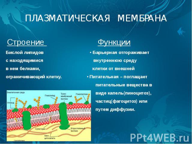 ПЛАЗМАТИЧЕСКАЯ МЕМБРАНА Строение Функции Бислой липидов • Барьерная отгораживает с находящимися внутреннюю среду в нем белками, клетки от внешней ограничивающий клетку. • Питательная – поглащает питательные вещества в виде капель(пиноцитоз), частиц(…