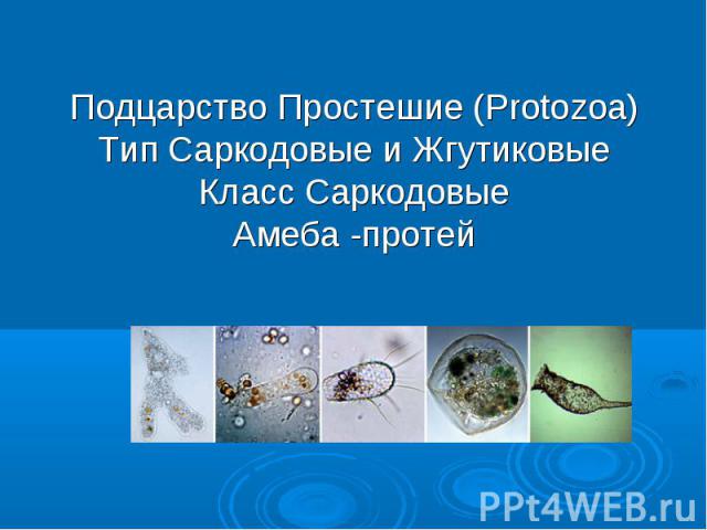 Подцарство Простешие (Protozoa)Тип Саркодовые и ЖгутиковыеКласс СаркодовыеАмеба -протей