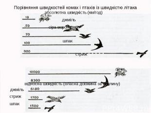 Порівняння швидкостей комах і птахів із швидкістю літака абсолютна швидкість (км