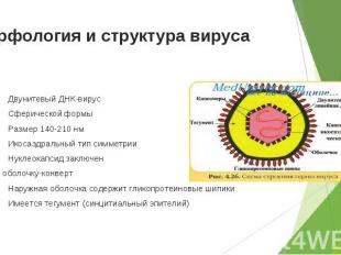 Двунитевый ДНК-вирус Двунитевый ДНК-вирус Сферической формы Размер 140-210 нм Ик