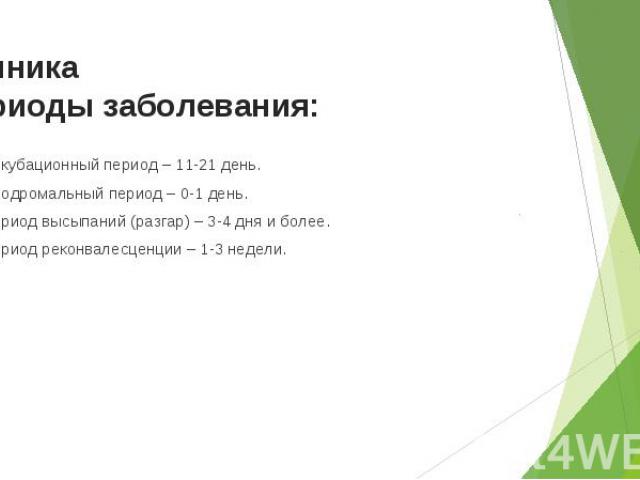 - Инкубационный период – 11-21 день. - Инкубационный период – 11-21 день. - Продромальный период – 0-1 день. - Период высыпаний (разгар) – 3-4 дня и более. - Период реконвалесценции – 1-3 недели.