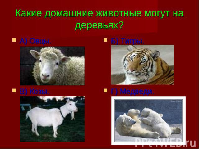 А) Овцы. А) Овцы.