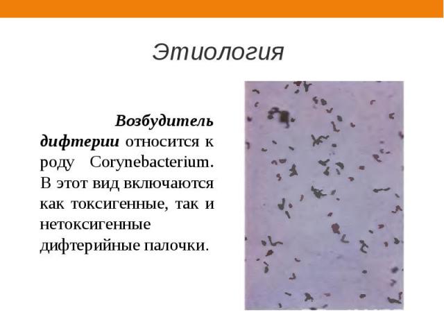 Возбудитель дифтерии относится к роду Corynebacterium. В этот вид включаются как токсигенные, так и нетоксигенные дифтерийные палочки.