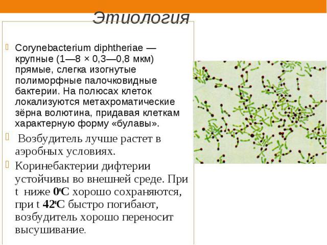 Corynebacterium diphtheriae — крупные (1—8 × 0,3—0,8 мкм) прямые, слегка изогнутые полиморфные палочковидные бактерии. На полюсах клеток локализуются метахроматические зёрна волютина, придавая клеткам характерную форму «булавы». Возбудитель луч…