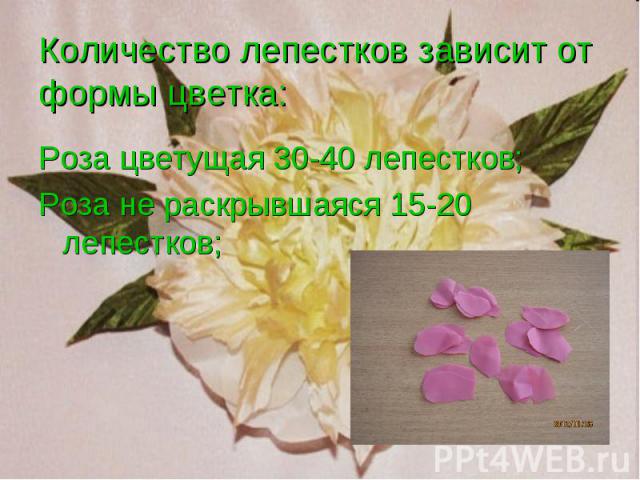 Роза цветущая 30-40 лепестков; Роза цветущая 30-40 лепестков; Роза не раскрывшаяся 15-20 лепестков;