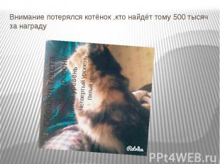 Внимание потерялся котёнок ,кто найдёт тому 500 тысяч за награду