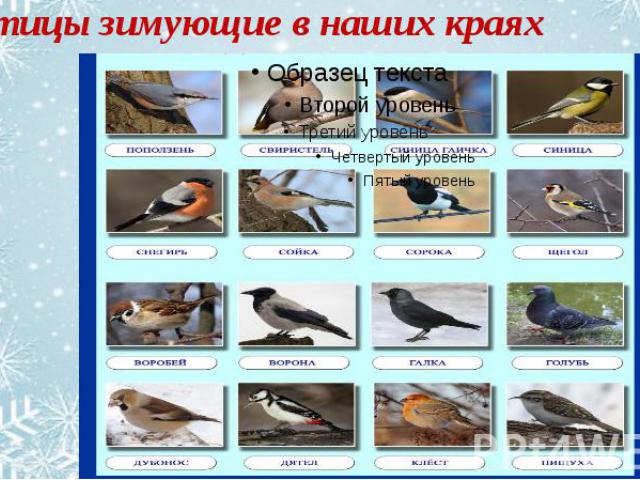 Зимующие Птицы Алтайского Края Фото И Названия