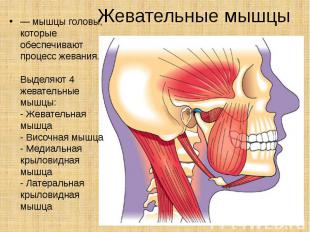 Жевательные мышцы — мышцы головы, которые обеспечивают процесс жевания. Выделяют