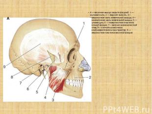. А — височная мышца закрыта фасцией: 1 — скуловая кость; 2 — верхняя челюсть; 3