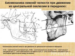 Биомеханика нижней челюсти при движении из центральной окклюзии в переднюю: Биом