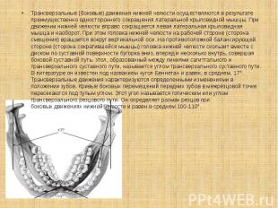 . Трансверзальные (боковые) движения нижней челюсти&nbsp;осуществляются в резуль